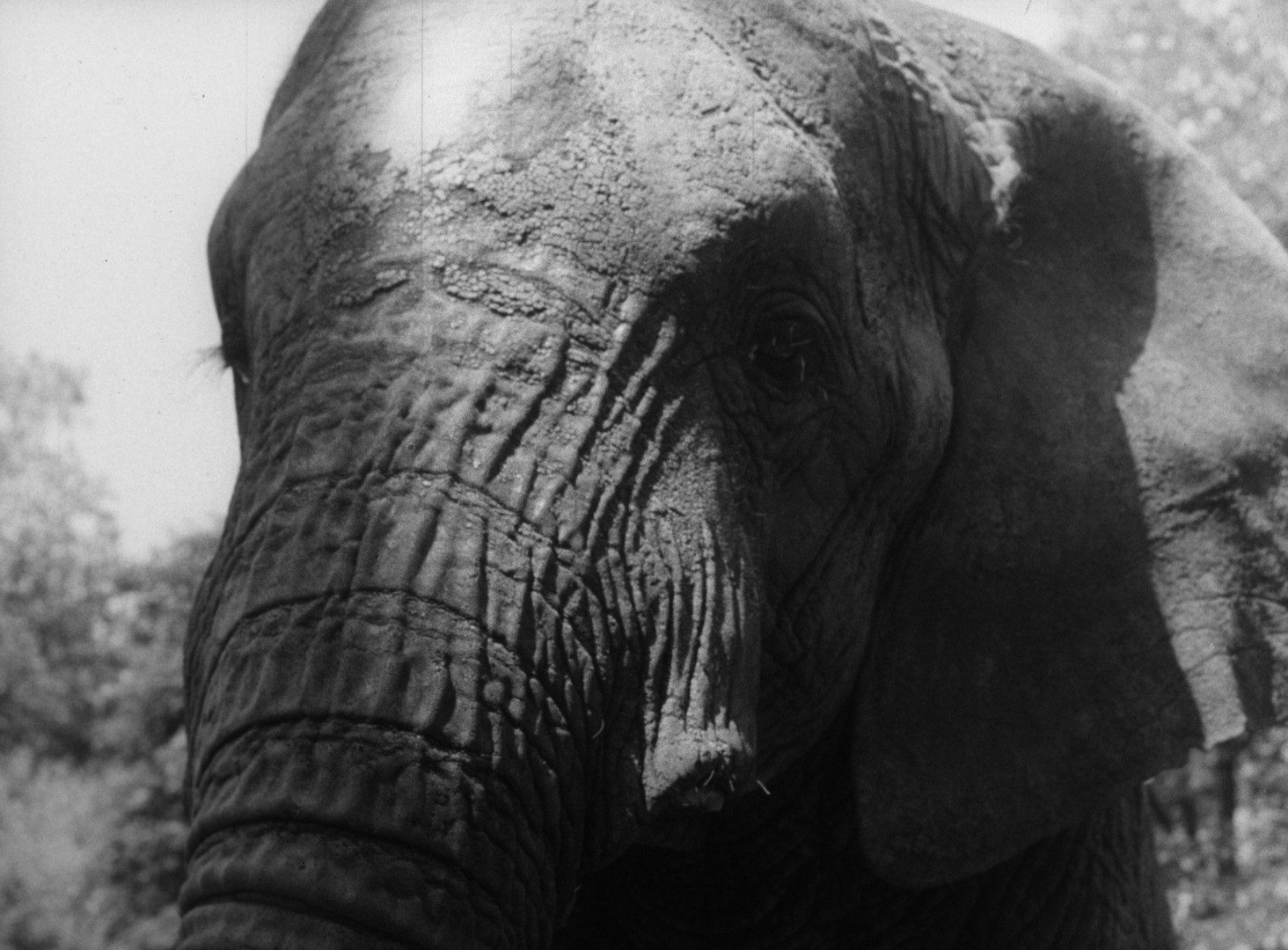 Still from <b><i>Hey You, Our Elephant</i></b>