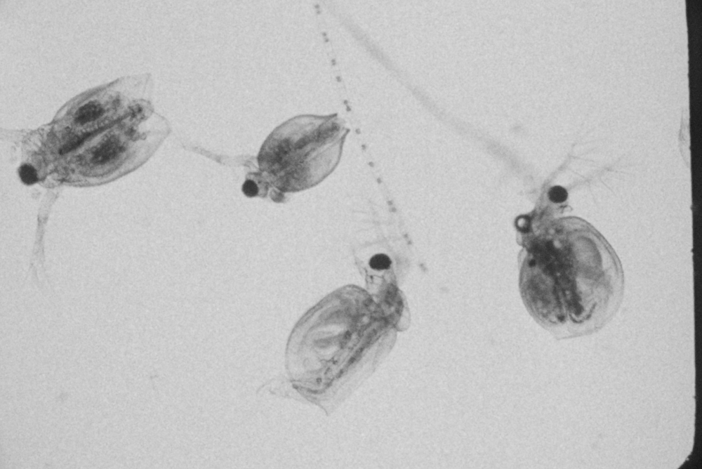 Extra-Terrestrial Ecologies, FAMU and Bonano