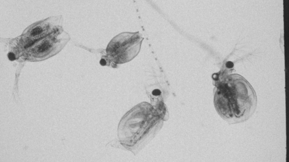 Extra-Terrestrial Ecologies, FAMU and Bonano 