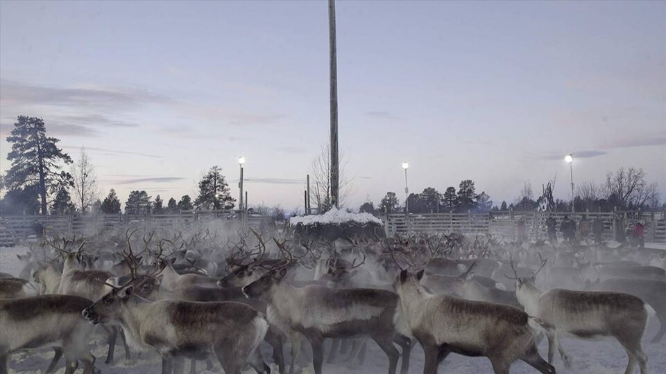 Greta Stoklassa: I Read Rather than Preach the Reality